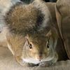 loafofsquirrels
