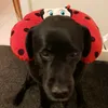 ellie.t.147