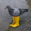 acuarato