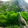 sheladze_1