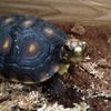 crazytortoiselady