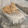 anatoliankitty