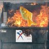 fishinadumpsterfire