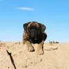babinouche1