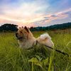 Appa the Great