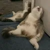 pneum0n0ultr4micr0sc0pic