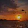 nnh1133