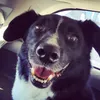 smiley_the_stray