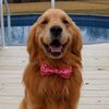 Calvin Auer| Golden Retriever
