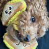 dogndasouf