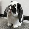 Po Bunny Po Pwoblems