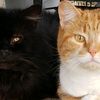 penncat8