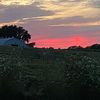 cottondraws51