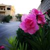 tareq2784