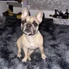 suenroxy83