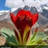 phucvinhtran