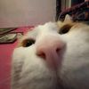nocok_mazellova