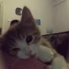 nt_dthww1