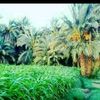 abu.talha1