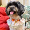 sassypaws_