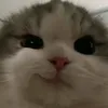 inadobongcat