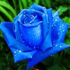 shamini3569