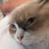 tiitittiitigit2
