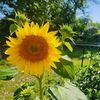 sunflowersoul843