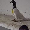 kbooterbazi0