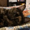 lunathetortiecat