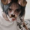 kirrai_bl9at