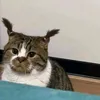 helowperd