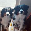 mini_aussie_lovin