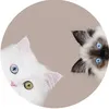 mmeowmmia