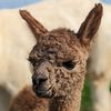 greengablealpacas