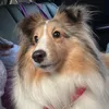 pastordeshetland.nala