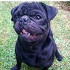 _negrito_pug