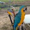 Cuatro Beaks