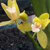 phuongbonsai789