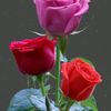 bo.of.the.samll.fa