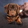 sophie_mini_dachshund