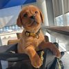 lavatheredlab