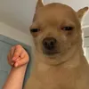 _bonbot_