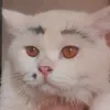 blinkissno1