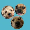 3doguinhu
