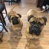 tank_and_roxy
