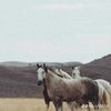 maliknauman0286
