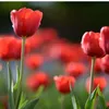 www.tiktok.tota80