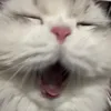 gojoangrycat