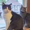 orvilleandwilburkitties